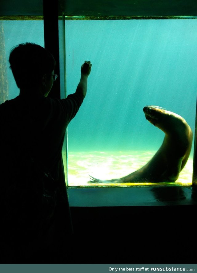 Using a shiny coin to attract seals. The funny thing is, another tourist saw this and