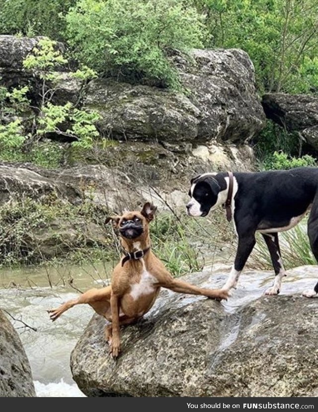 My buddies doggo’s expressions when one of them biffs it