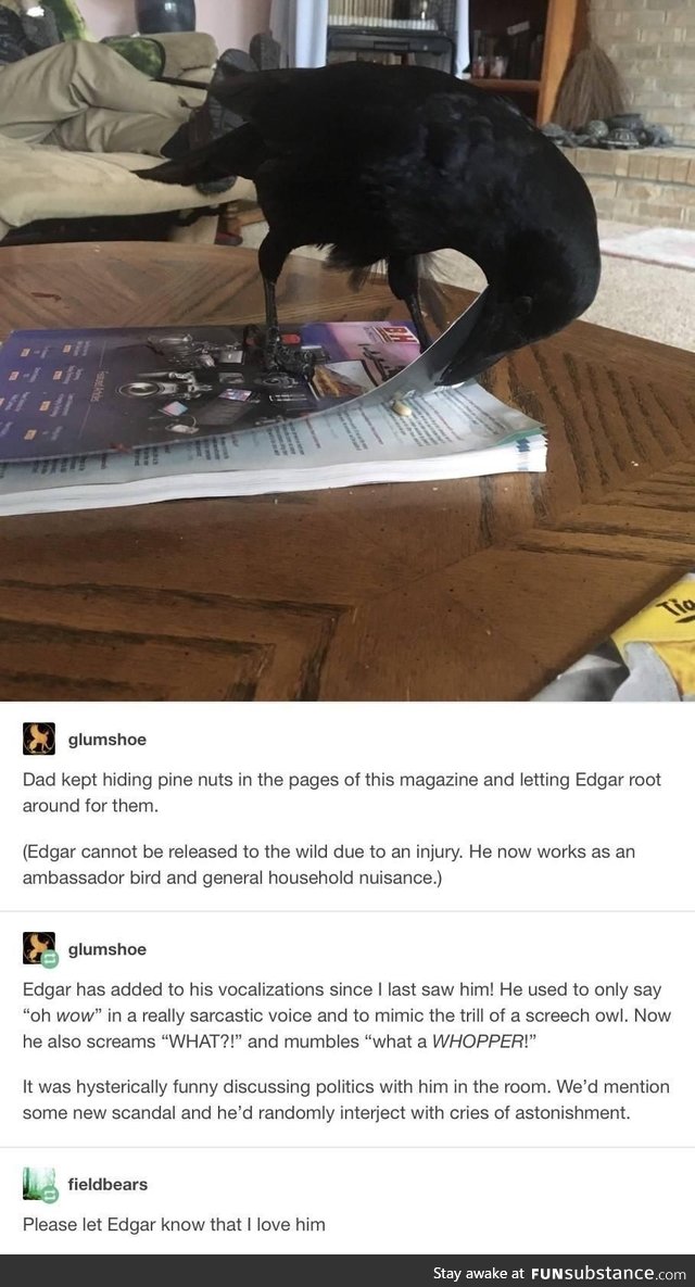 Edgar Allan Crow