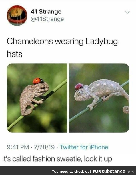 Chameleons wearing ladybug hats, or ladybugs riding lizards into battle