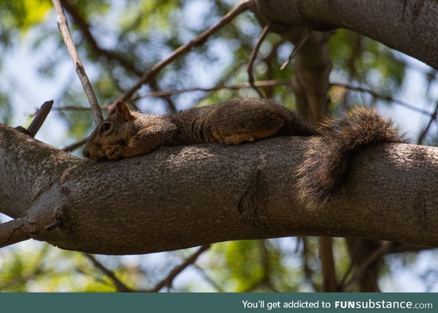 Sleepy squirl