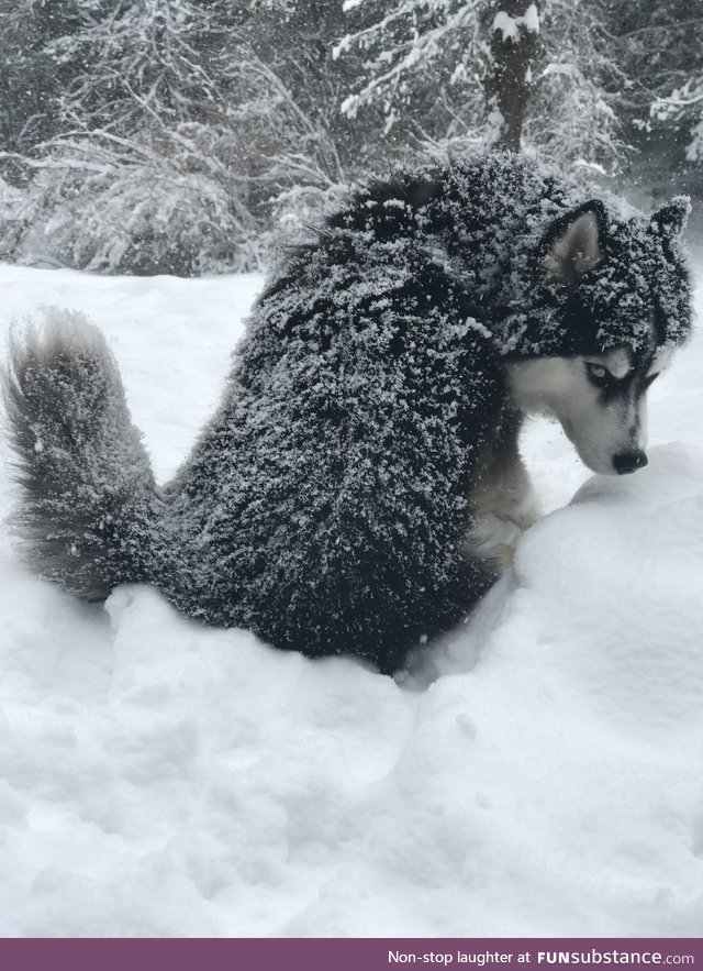 Best photo I’ve taken of my dog, hands down. [OC]