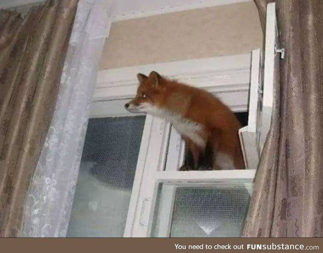 Firefox Windows has been successfully installed!