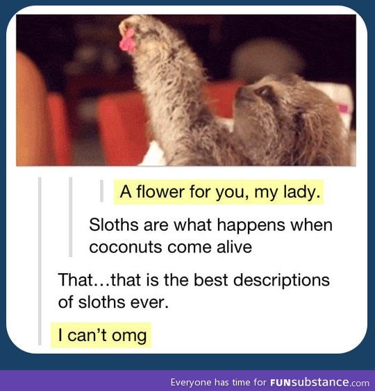 Sloths are alive coconuts