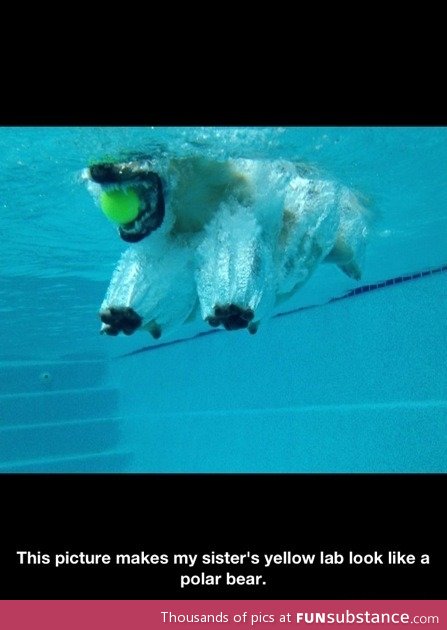 Polar bear dog