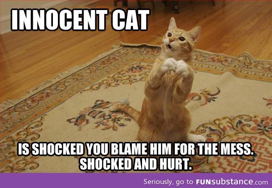 Innocent cat is shocked