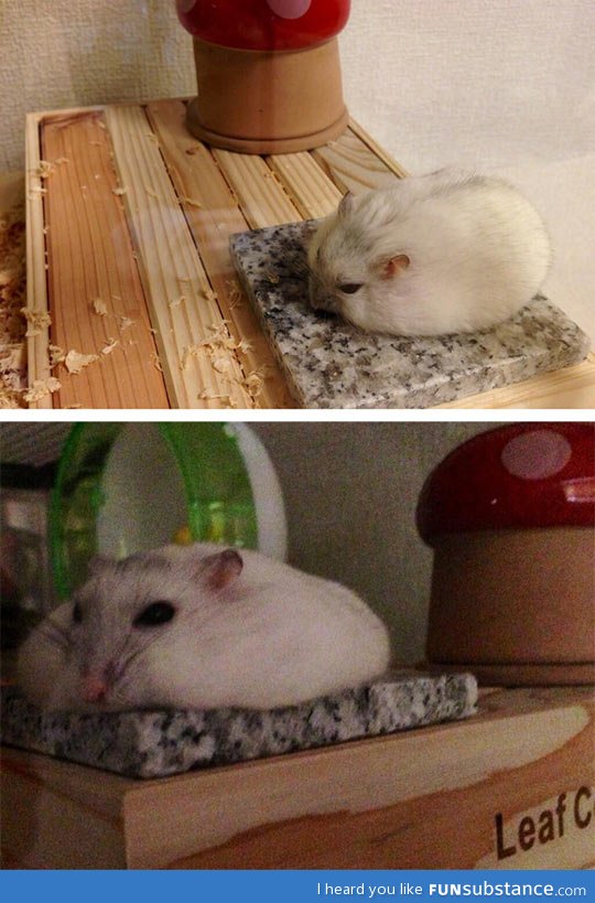 Hamster cooling down in summer