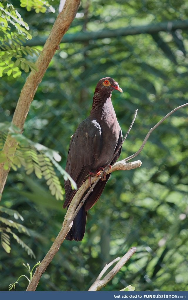 Scaly-naped pigeon (Patagioenas squamosa) - PigeonSubstance