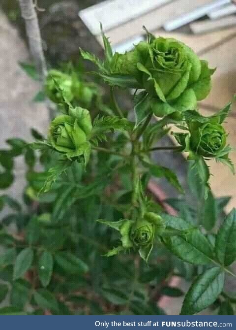 Green roses , flower leaves are the same green