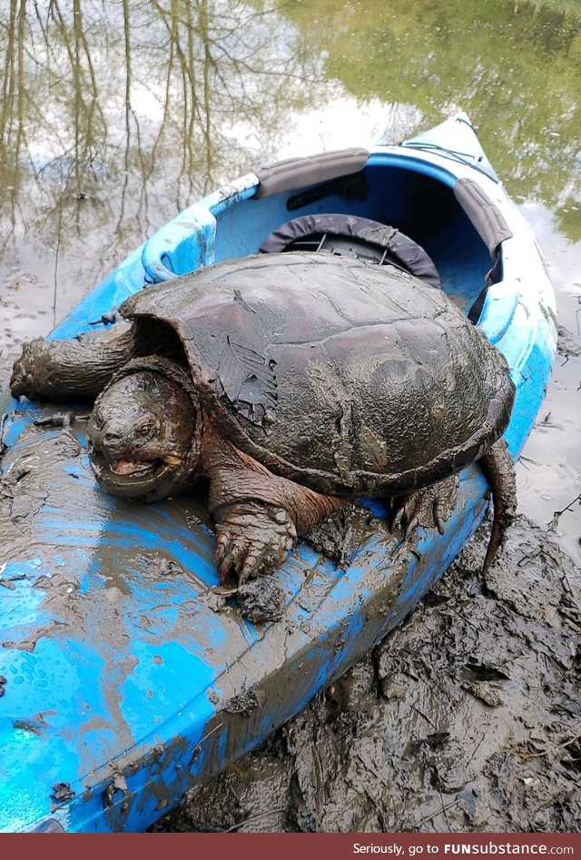 Snapping turtle that's as wide as a kayak