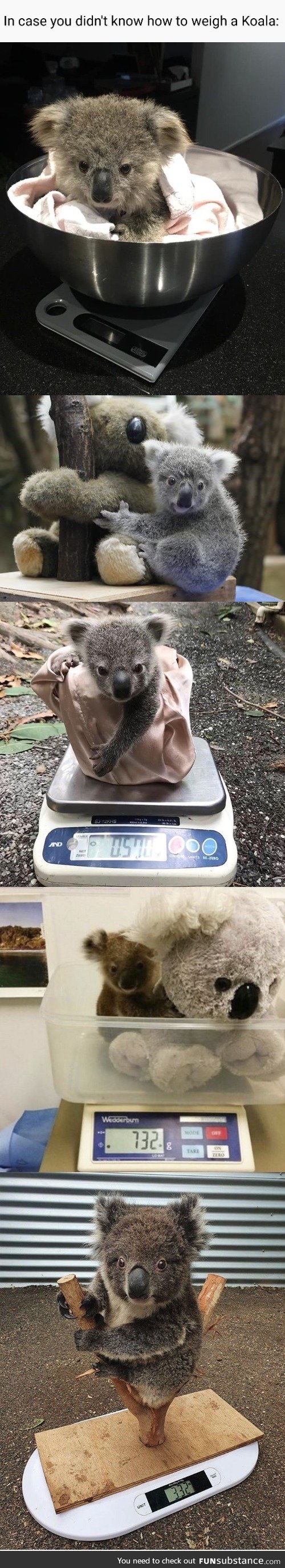 How To Weigh A Koala
