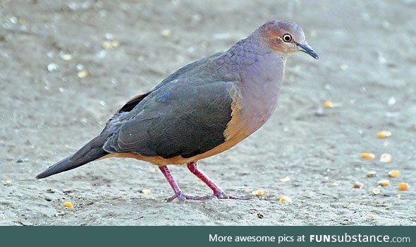 Ochre-bellied dove (Leptotila ochraceiventris) - PigeonSubstance