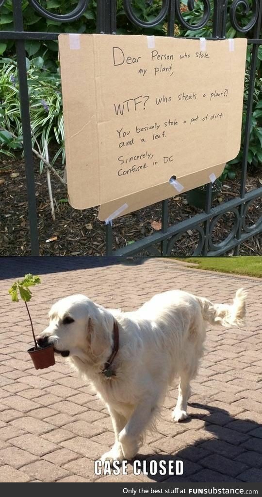 Plant Thief