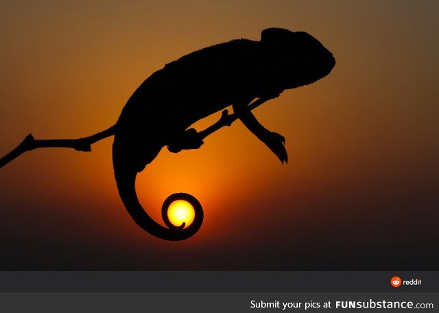 Chameleon holding the sun