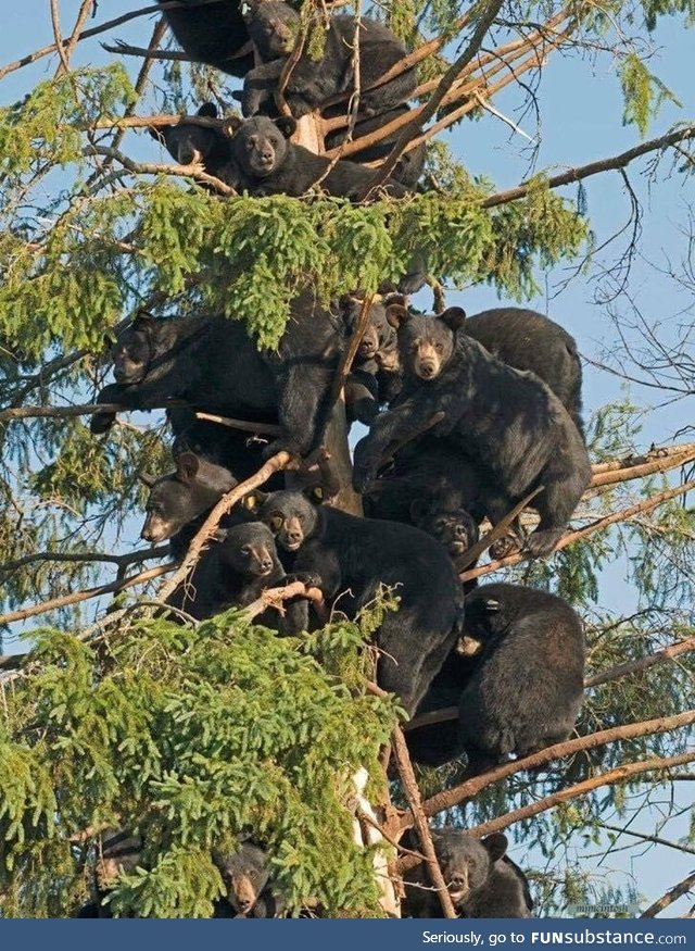 Bears in a tree