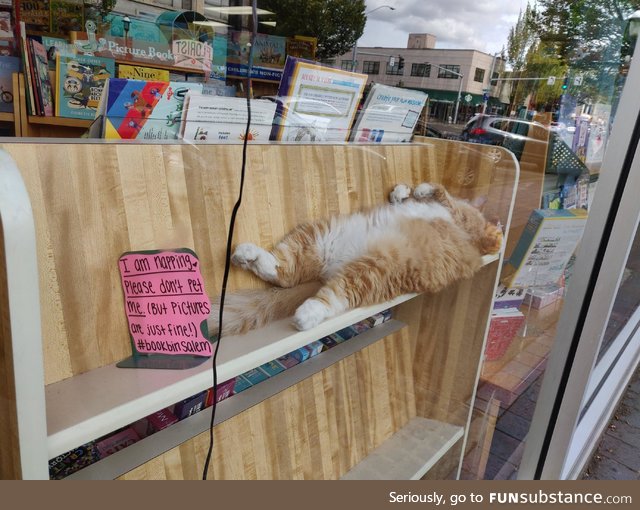 This cat sleeping at the book store