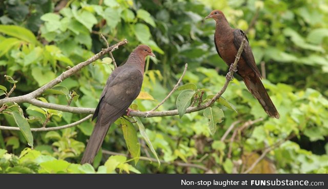 Philippine cuckoo-dove (Macropygia tenuirostris) - PigeonSubstance