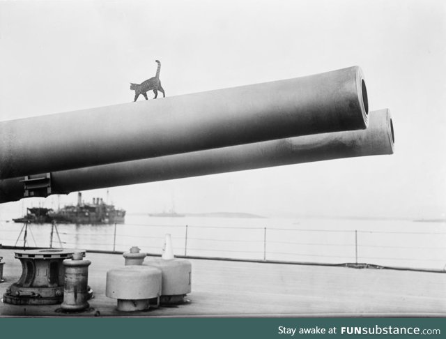 Cat on a barrel. HMS Queen Elizabeth, 1914 - 1918