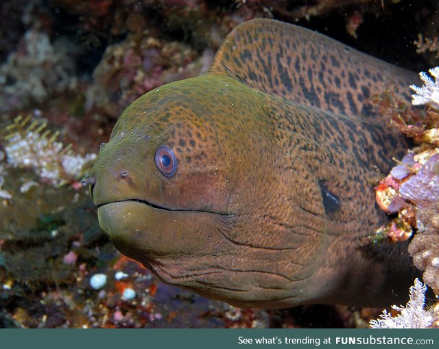 Fishy Fun Day #39: Giant Moray Eel @grimreaper