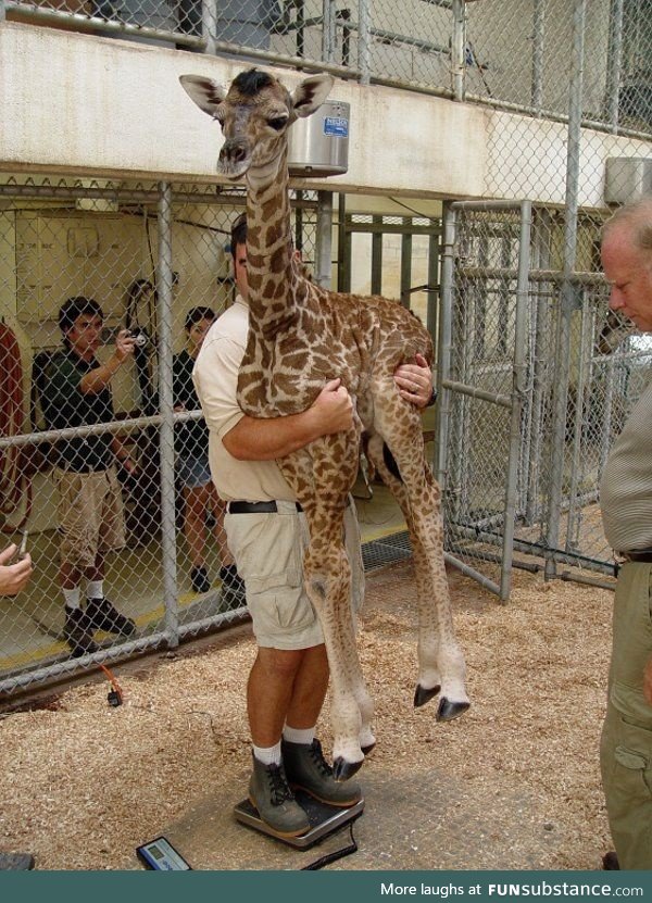 This baby giraffe