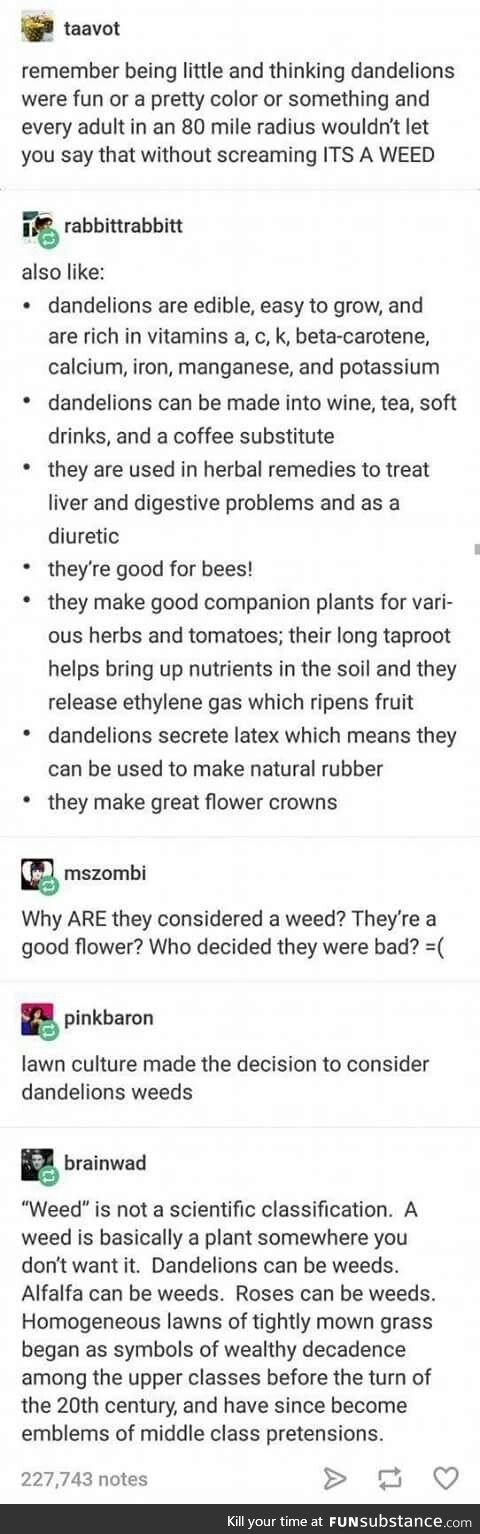 Won't somebody please think of the dandelions?!
