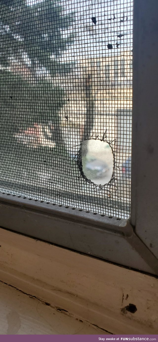 A spider patched a hole in my bug net