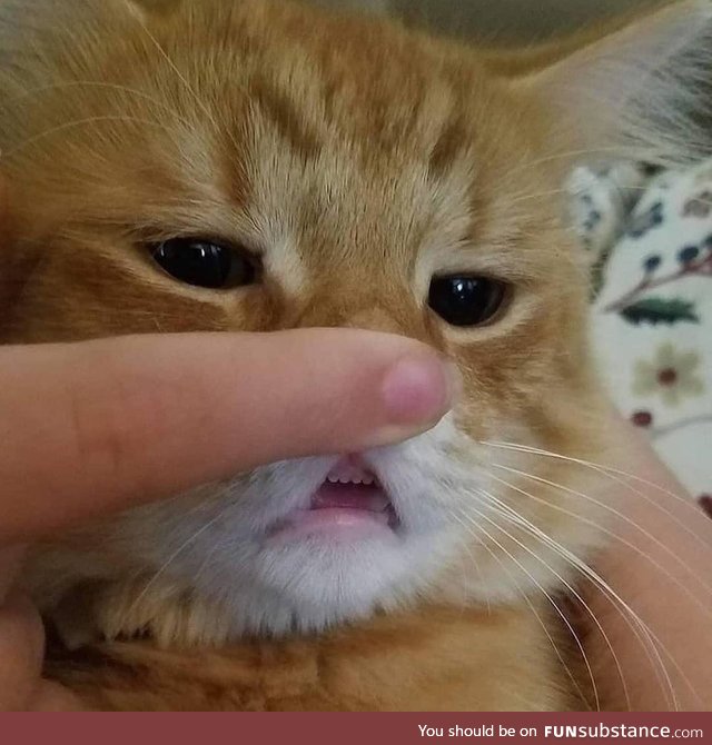 A kittens baby teeth