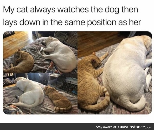 Clearly the cat knows that the dog knows the best way to lay