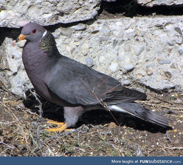 Band-tailed pigeon (Patagioenas fasciata) - PigeonSubstance