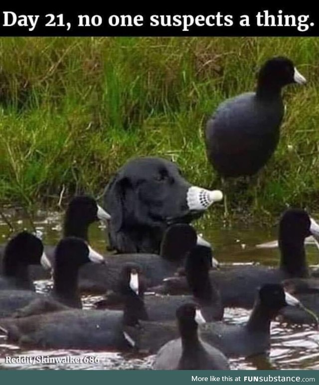 Undercover loon!