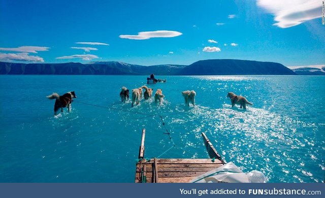 Sled dogs walking on a melting ice sheet in Greenland