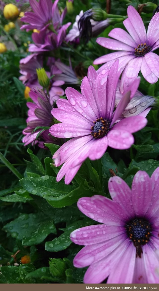 A flower picture taken with my phone 5 years ago that sparked my love and passion for