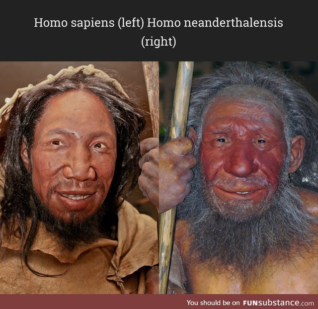 Comparison of the faces of Homo sapiens and Homo neanderthalensis