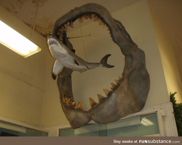 A comparison showing the size of an ancient Megalodon to a modern day Great White shark