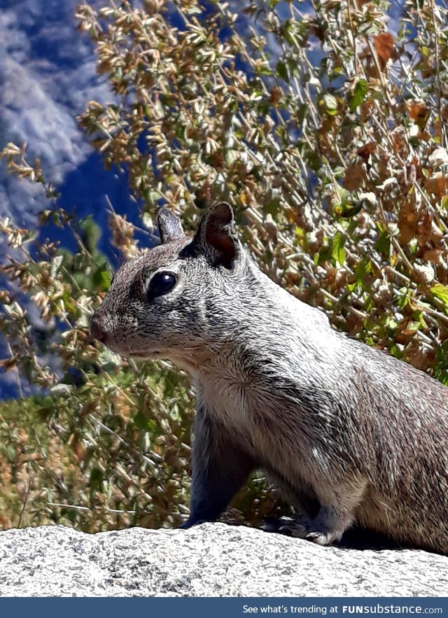 Took this photo of a squirrel at Glacier Point in Yosamite national park (California)