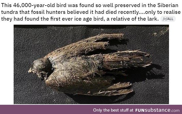 Really old bird