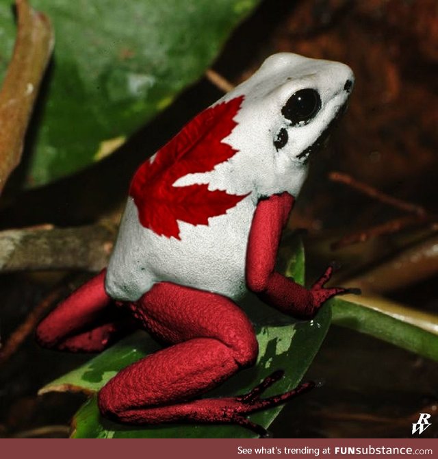 Froggo Fun #192/Special - Happy Canada Day!