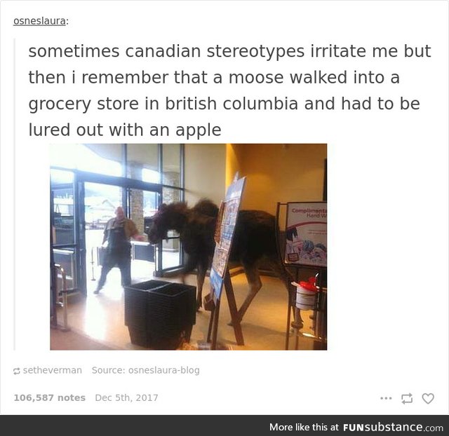 A Moose Walks Into A Grocery Store