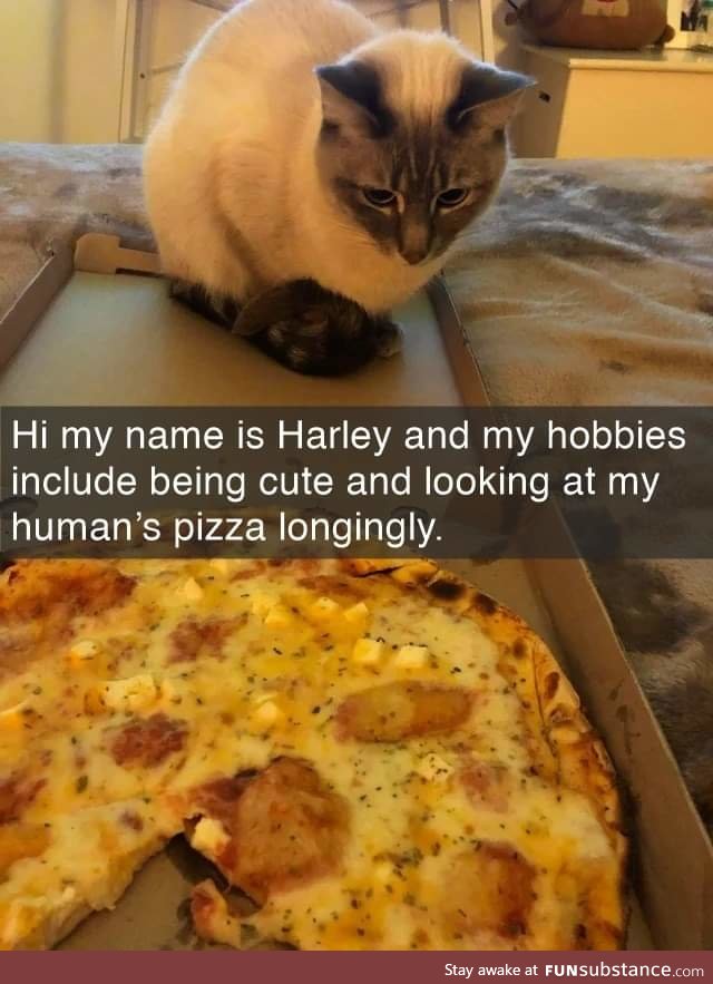 Harley deserves a slice for being so cute
