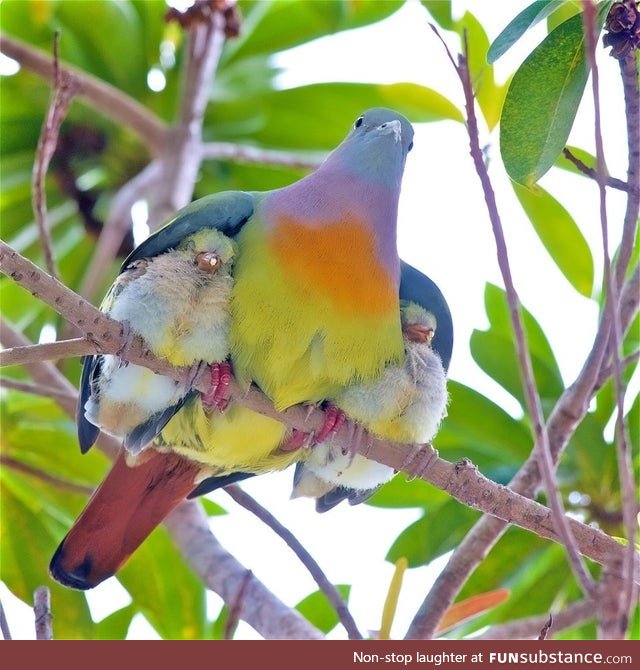 Pink-necked green pigeon mama