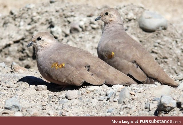 Golden-spotted ground dove (Metriopelia aymara) - PigeonSubstance