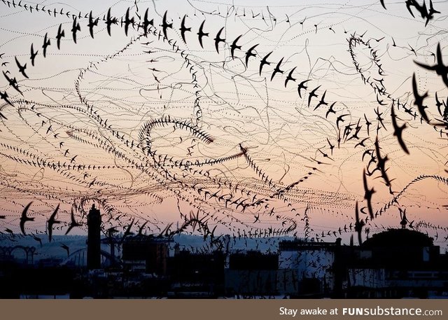 Mesmerizing Bird Trails (by Edu Aguilera)