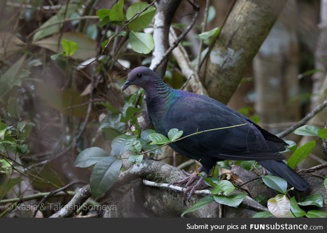 Japanese wood pigeon (Columba janthina) - PigeonSubstance