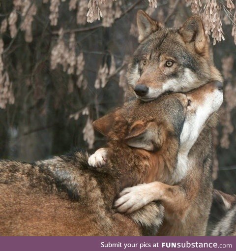 Sometimes wolves need hugs too