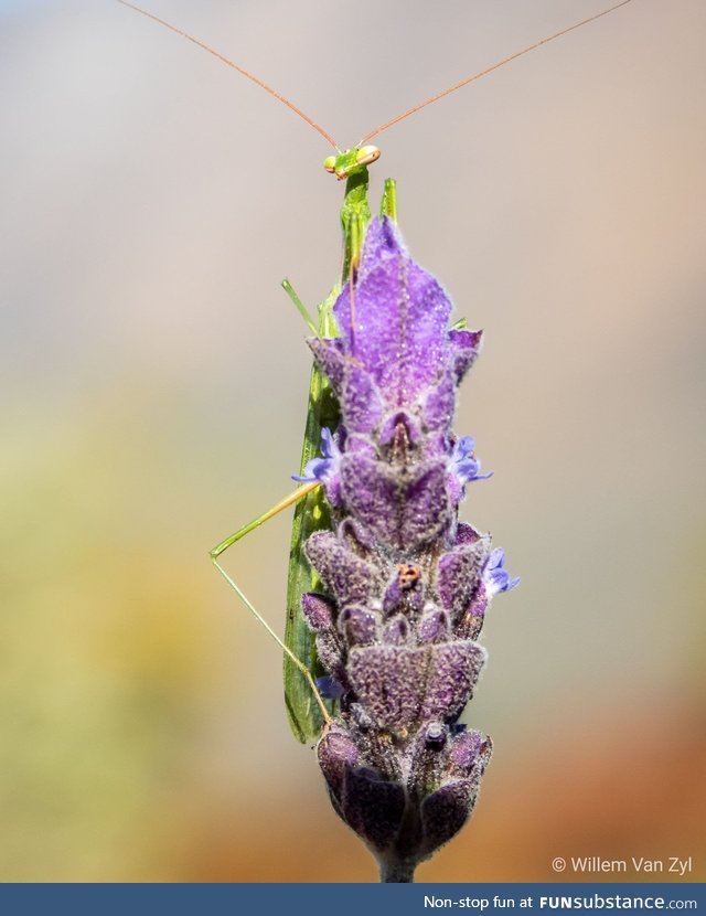 Posing mantis