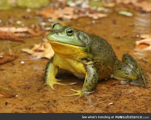 Froggo Fren #116 - American Bullfrog