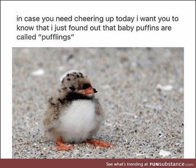 Pufflings