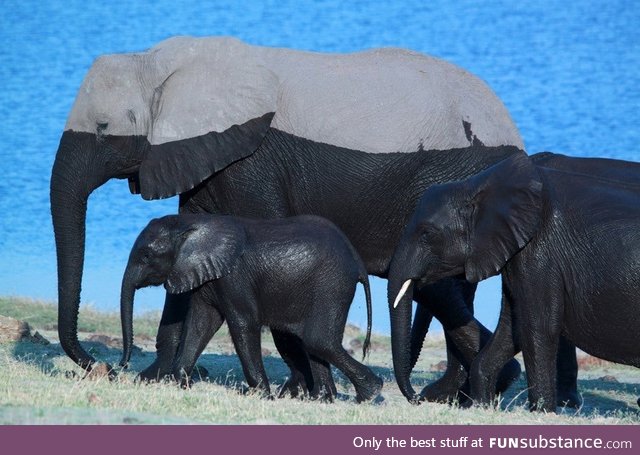 A Family of Elephants after a Swim!
