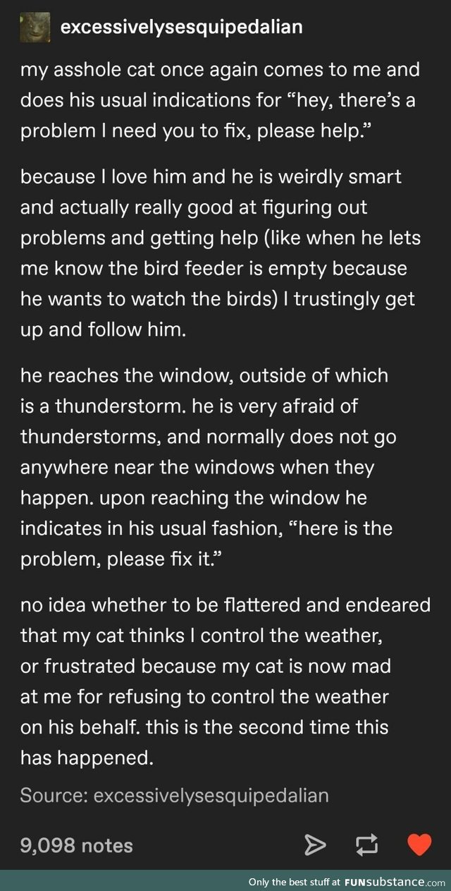 Cat is afraid of thunderstorms and has more faith in humans than I do