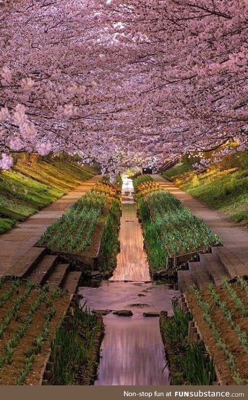 Sakura tunnel, japan